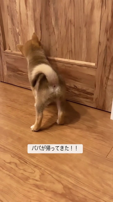 見つめる柴