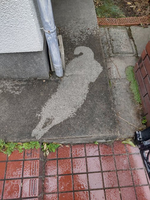 雨でできた犬の跡
