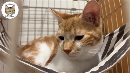 子猫が突然の涙