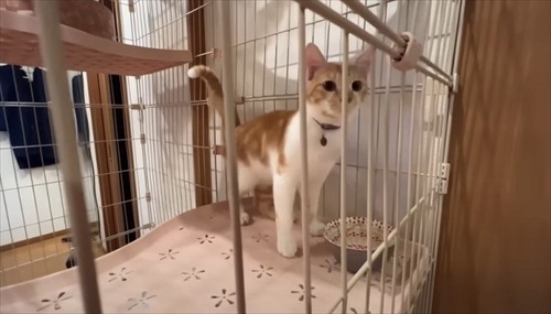 子猫が突然の涙