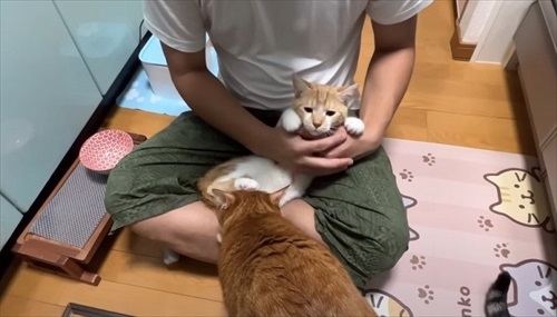 子猫が突然の涙