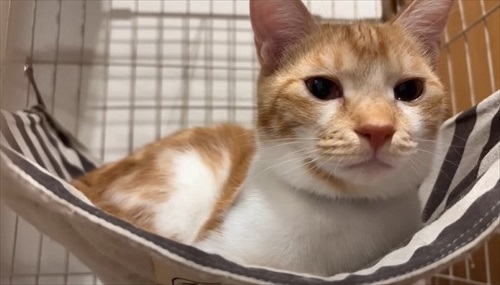 子猫が突然の涙