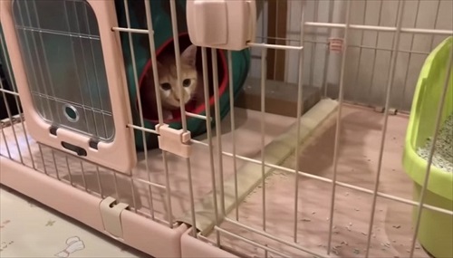 子猫が突然の涙