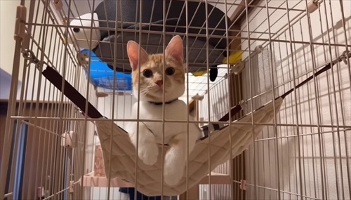 子猫が突然の涙