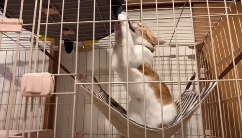 子猫が突然の涙