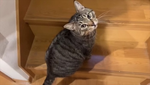 子猫が突然の涙