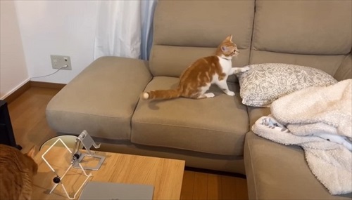 子猫が突然の涙