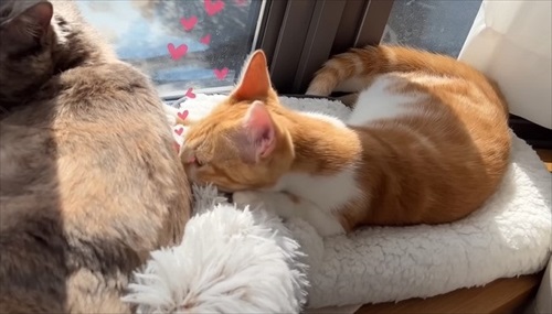 子猫が突然の涙