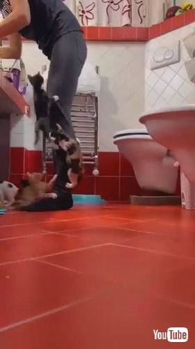 「Lifestyle of a Volunteer Kitten Fosterer || ViralHog」