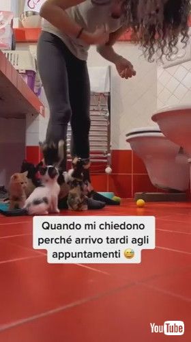 「Lifestyle of a Volunteer Kitten Fosterer || ViralHog」