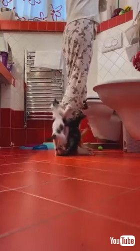 「Lifestyle of a Volunteer Kitten Fosterer || ViralHog」