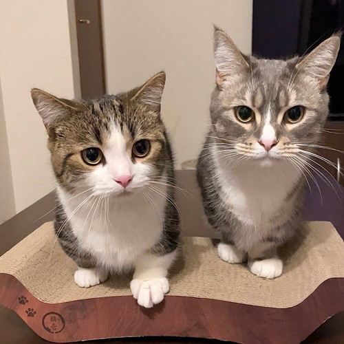 わらびくんとひなたくん