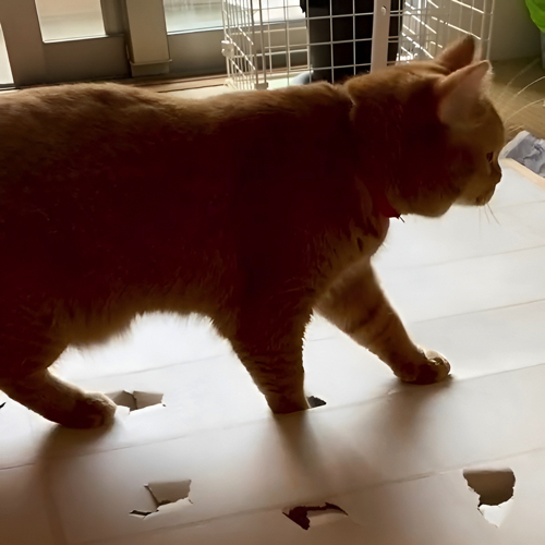 楽しみを見つけた猫