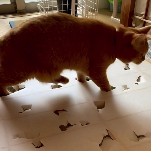 他の場所に行く猫