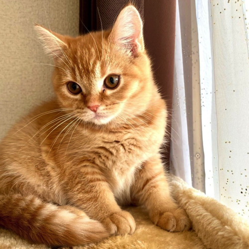 迎えたばかりの猫