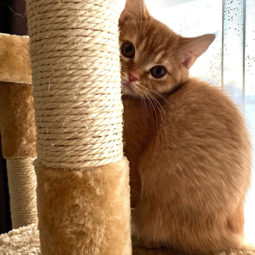 はにかみ屋の猫