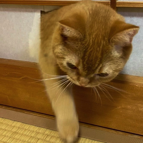 こっそり出てきた猫