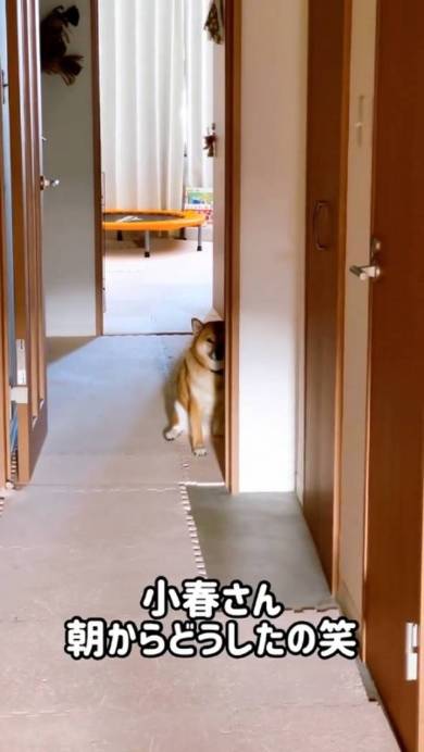 悲壮感ただよう柴犬