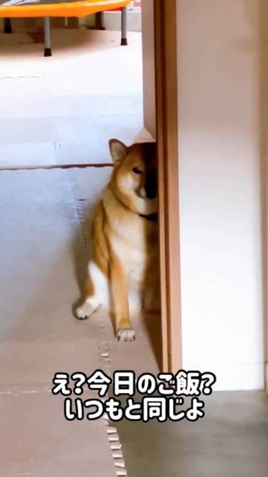 悲壮感ただよう柴犬