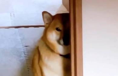 悲壮感ただよう柴犬