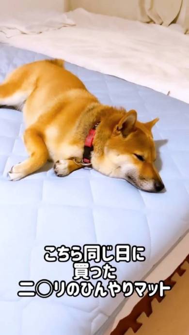 ひんやりマットに寝転ぶ柴犬