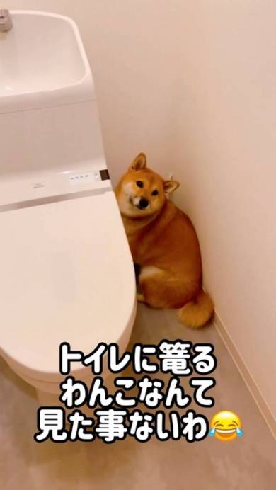 トイレにこもる柴犬