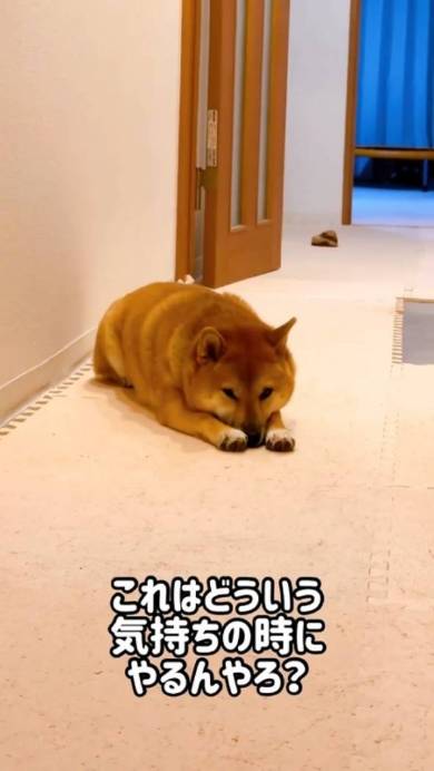 伸びする柴犬