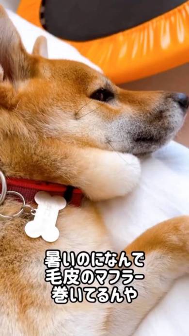 首がマフラーな柴犬