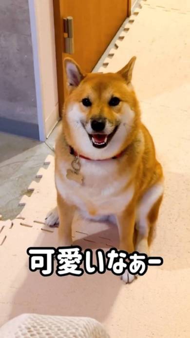 笑顔の柴犬
