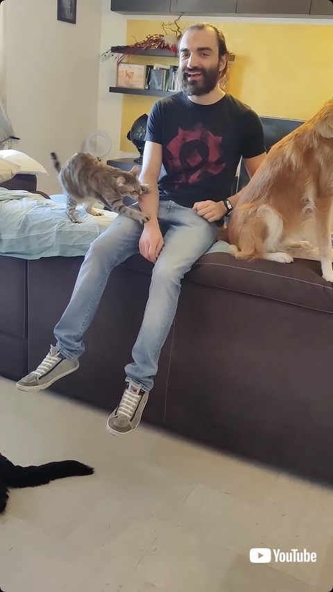 おそいかかる猫