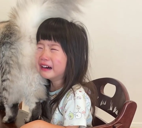 イヤイヤ期の娘と猫