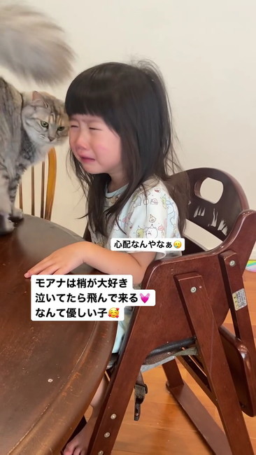 のぞき込む猫