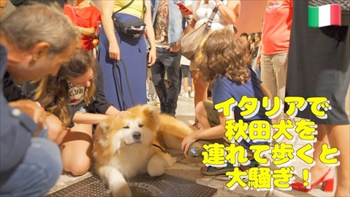 イタリアで人気の秋田犬
