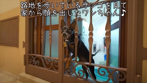 顔をだす近所の犬