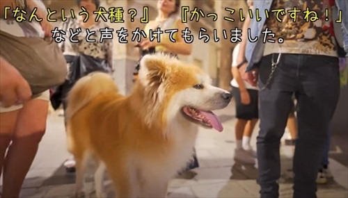 声をかけてきた人と秋田犬