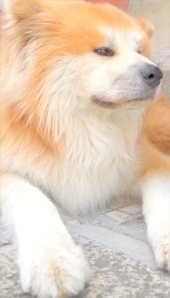 別の日の秋田犬