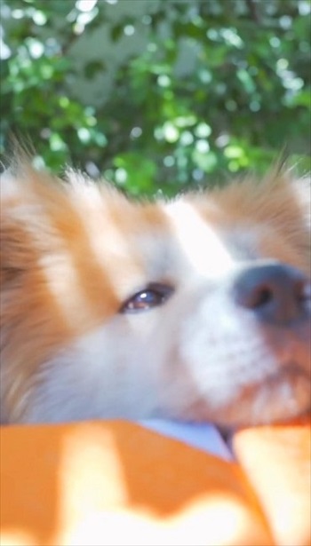 気持ちよさそうな秋田犬