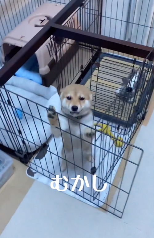 柴犬