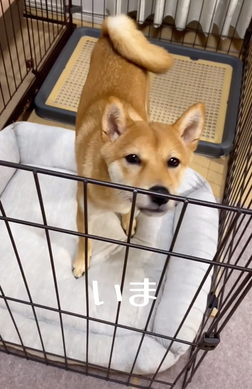 お出迎えビフォーアフター