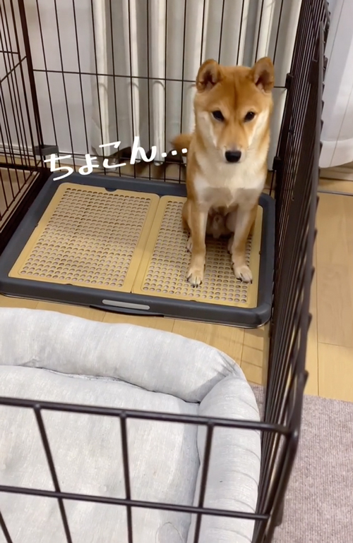 お出迎えビフォーアフター