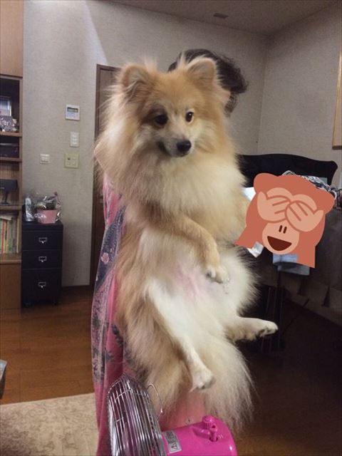 抱っこされてるワンコ