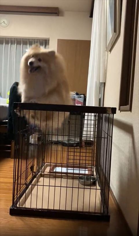 柵の上に手を添えてジャンプ