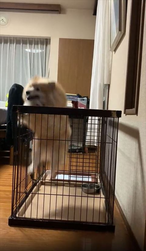 柵の上にお顔があるジャンプ