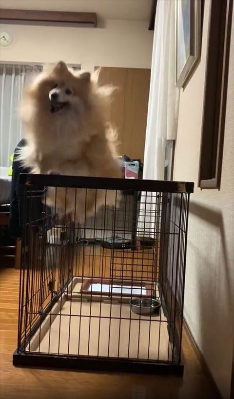 毛が逆立つジャンプ