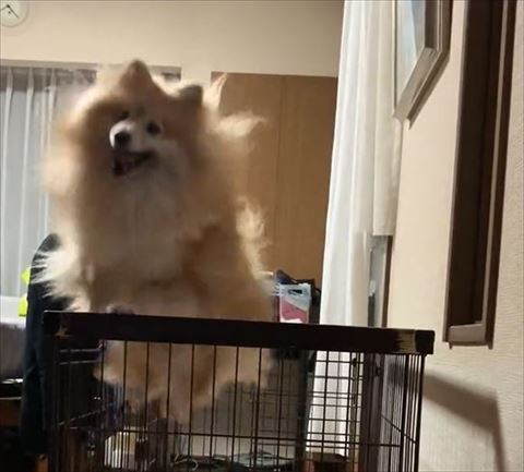 ポメラニアンのトリミング