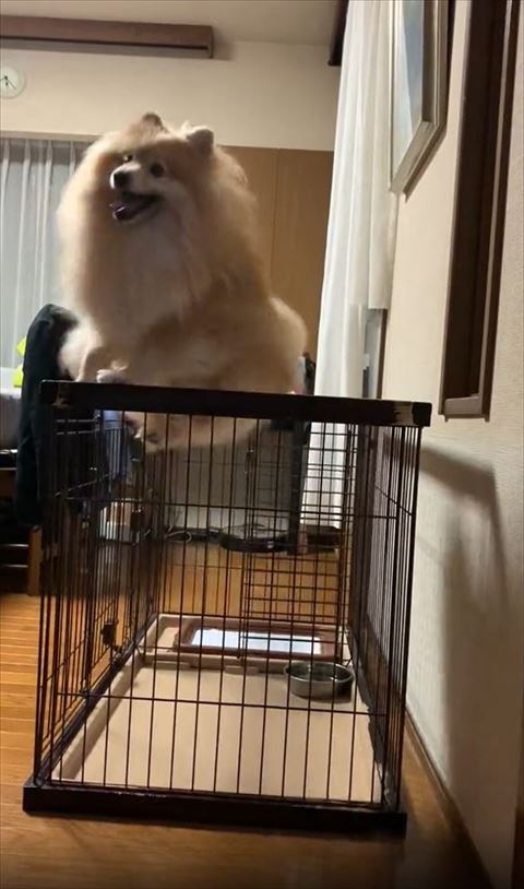 舌だして飛ぶワンコ