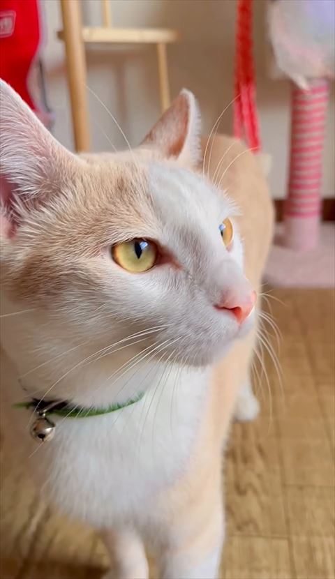 ブラウン系の猫ちゃん