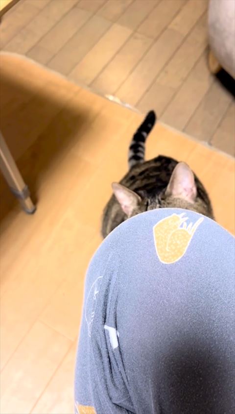 足の下にいる猫