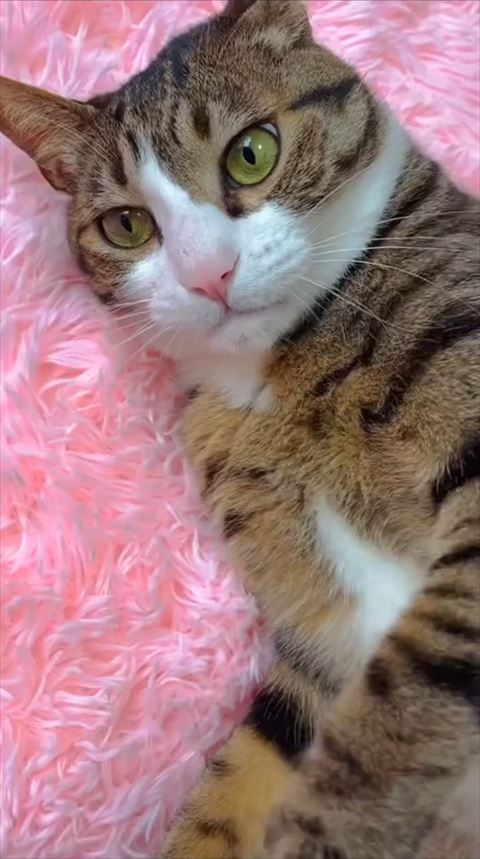 ピンクカーペットと猫