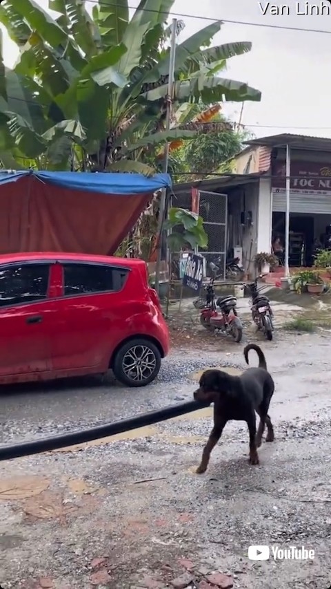 パイプをくわえ続ける犬